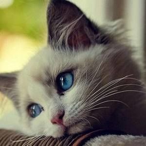 Meet your Posher, Ignas